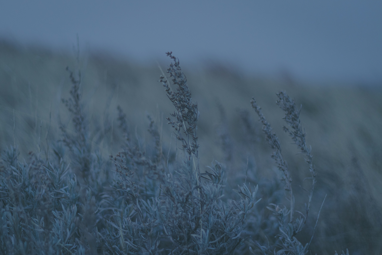 Field
